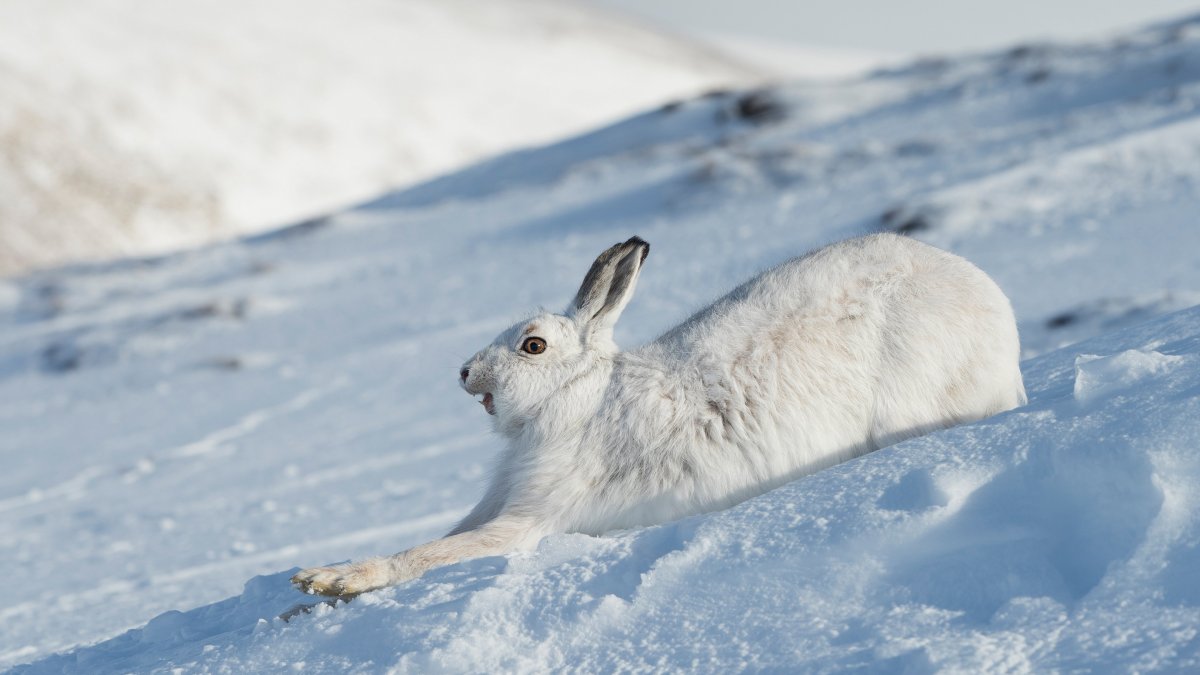 Заяц Беляк Лапландский заповедник