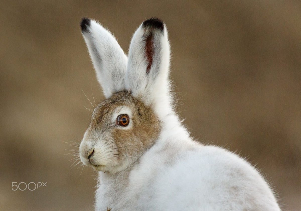 Баргузинский заповедник заяц Беляк
