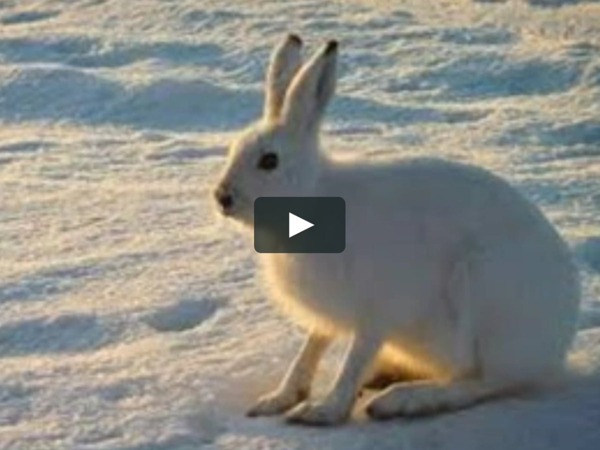 Беляк Русак Тумак