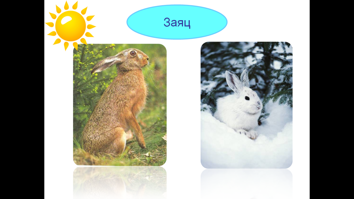 Кролик зимой