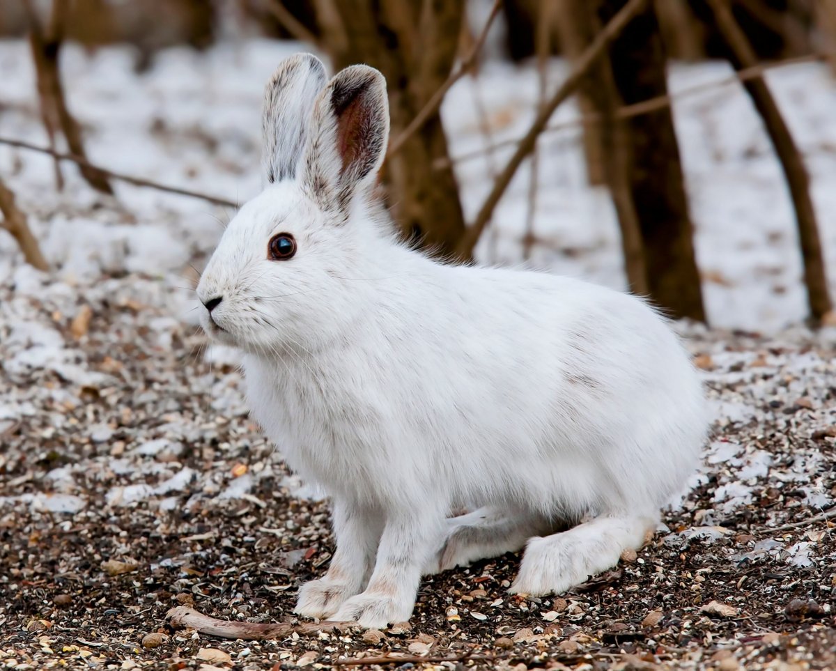 Северный заяц Беляк