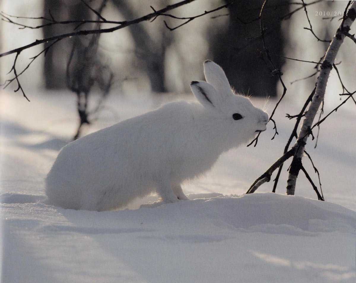 Заяц зимой и летом картинки для детей