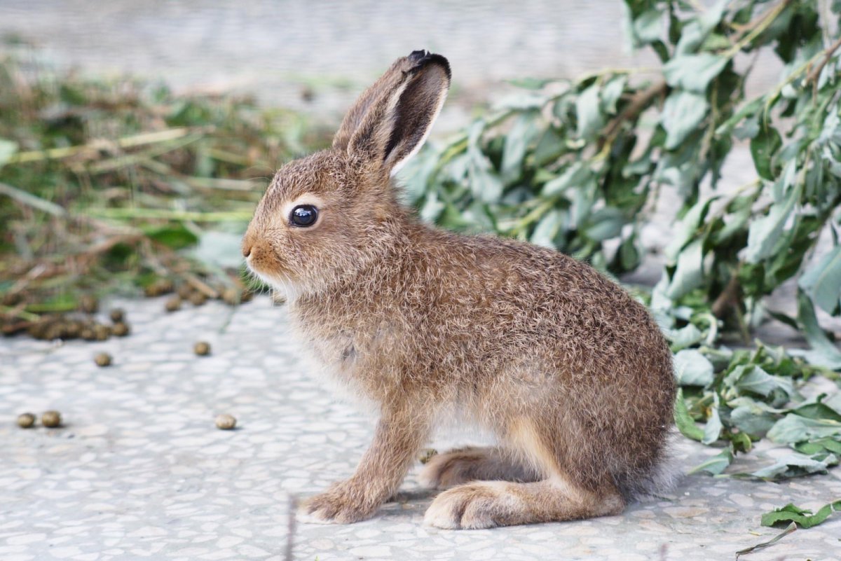 Заяц Беляк лапы