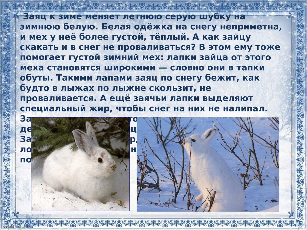 Арктический заяц Беляк