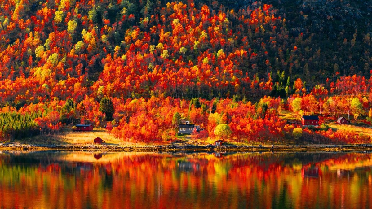 Лес пестрый золотой багряный