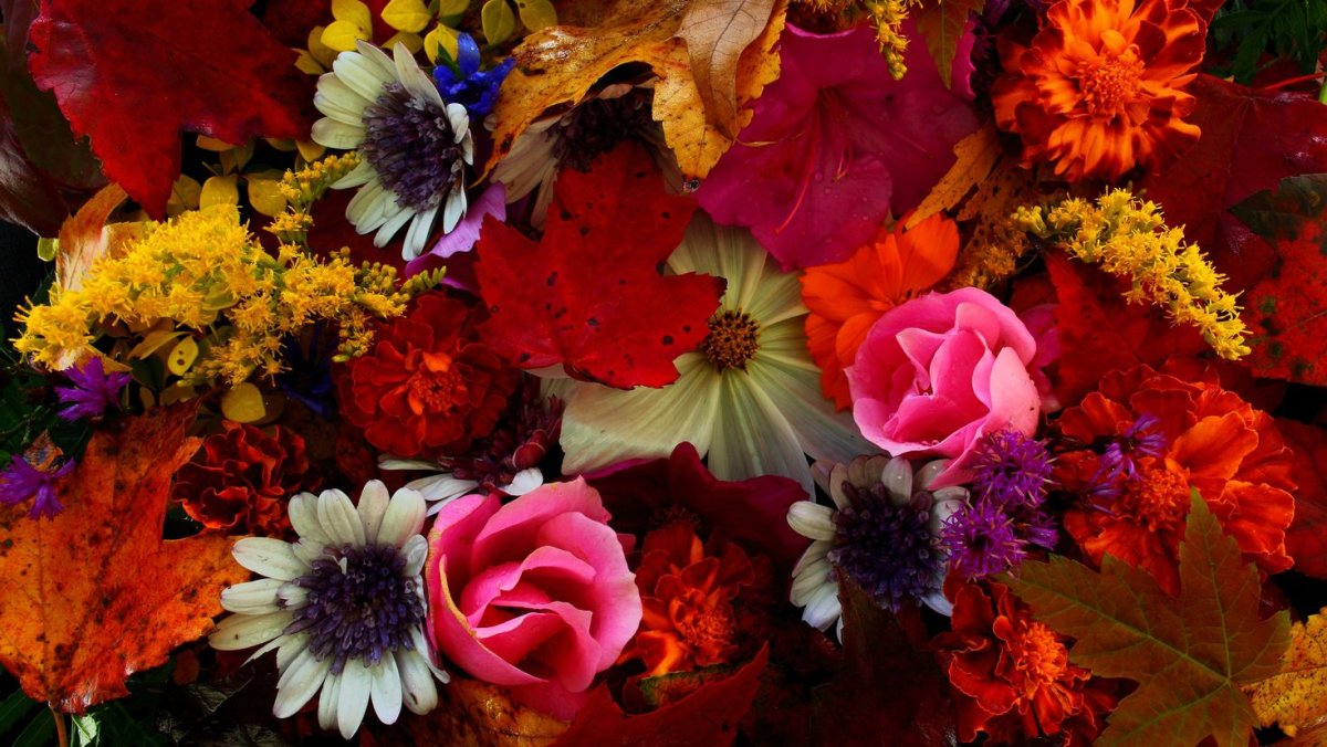 Осенние цветы