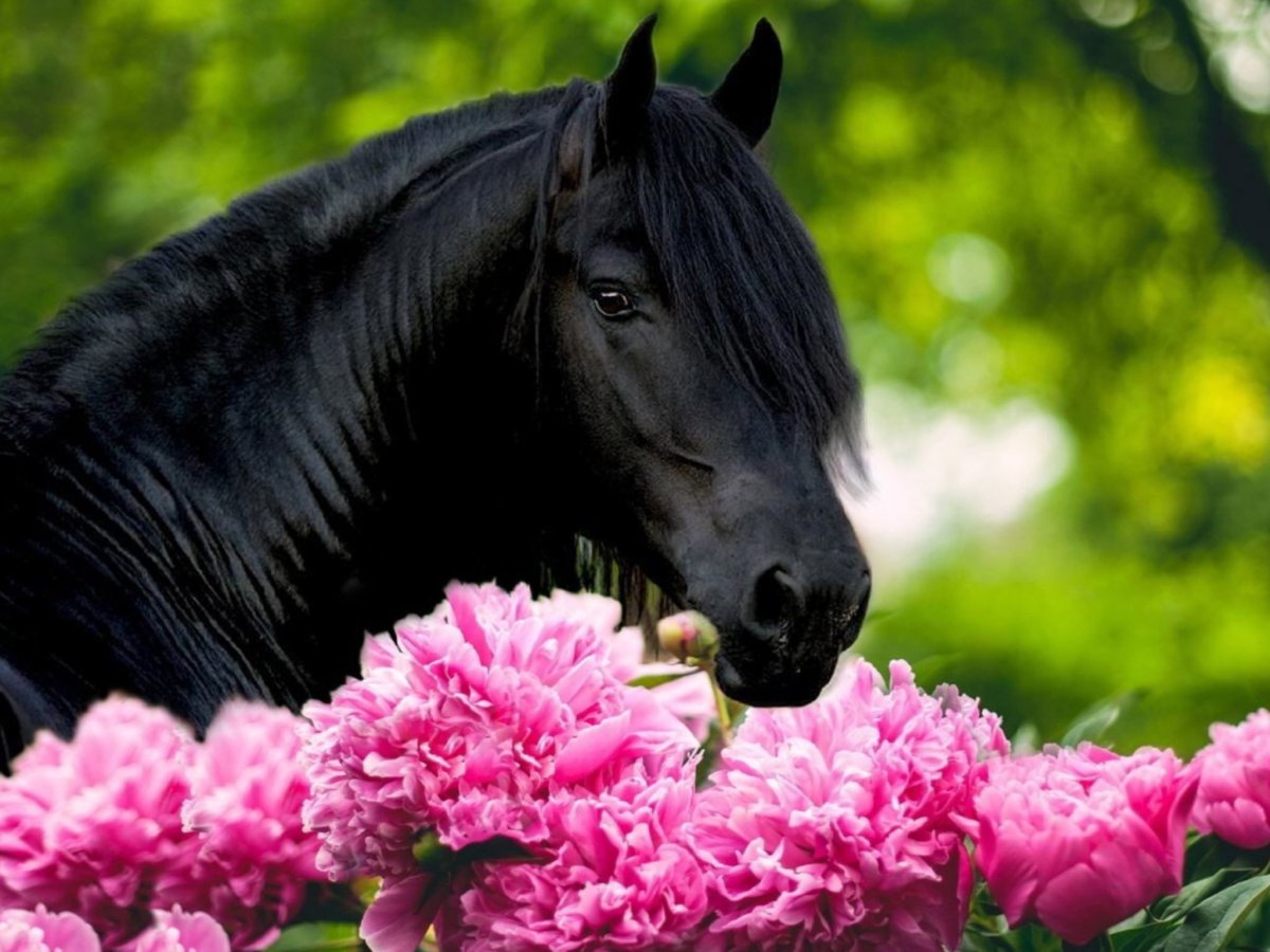 Лошадь цветы