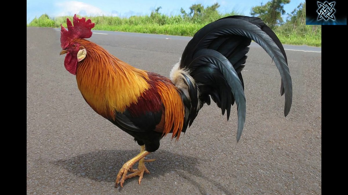 Петух Шамо