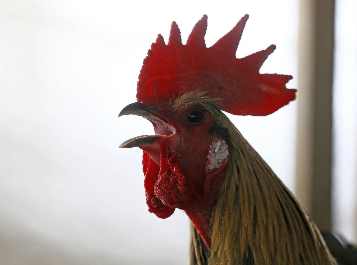 Смешной петух