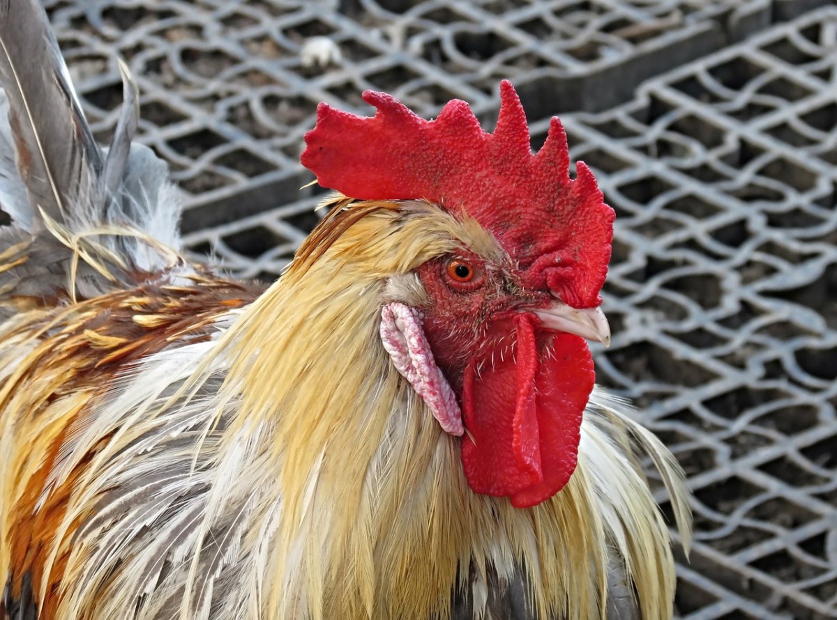 Петух по жизни