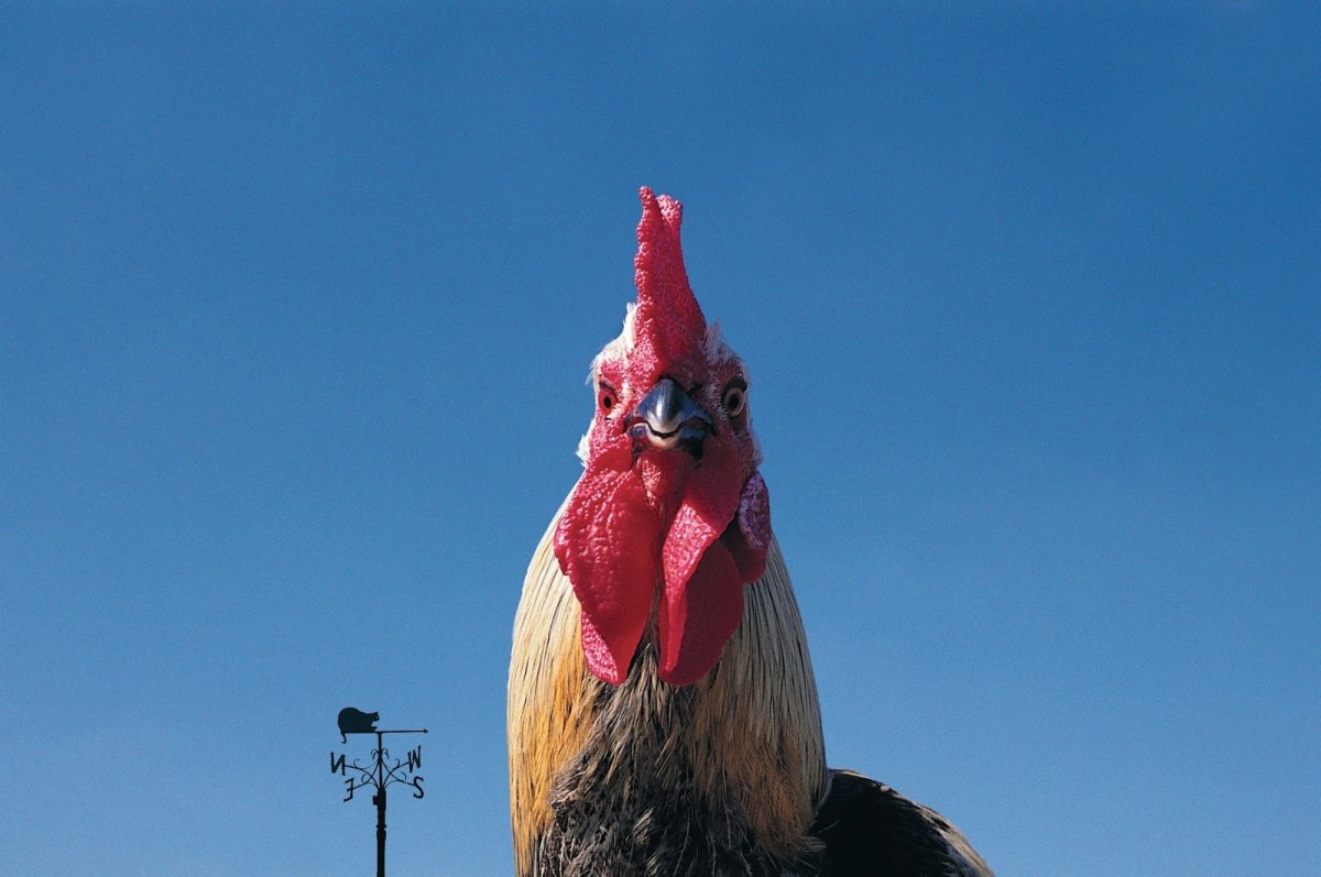 Голова петуха