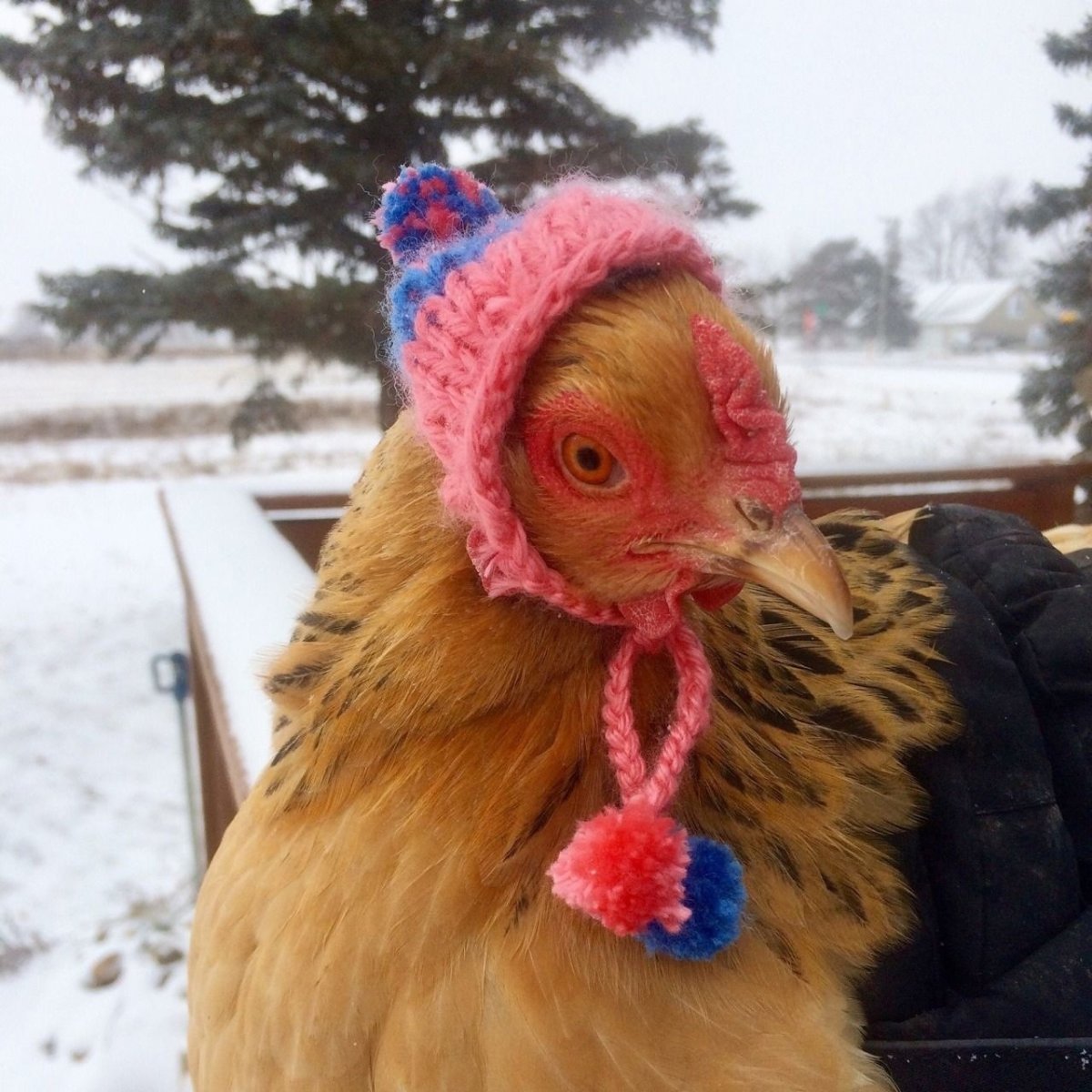 Прикольный петух