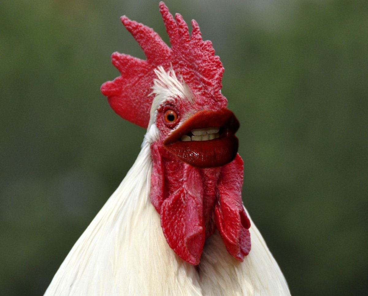 Петух кричит