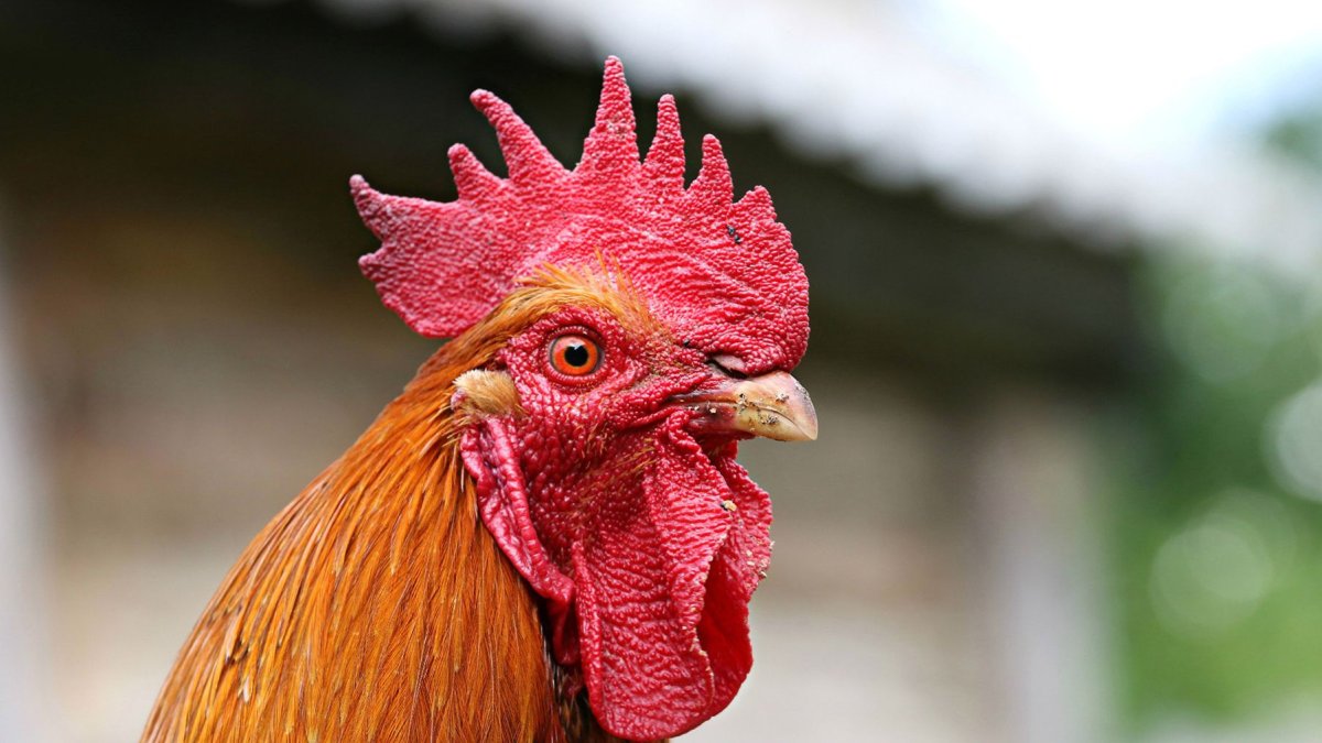 Шутки про петуха