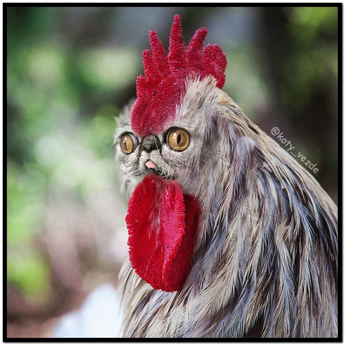 Цвет петуха