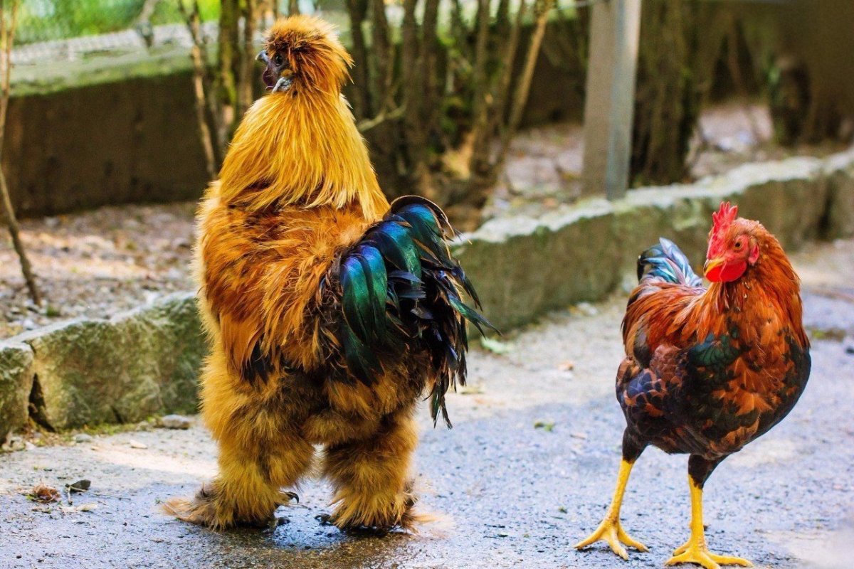 Петух в свитере