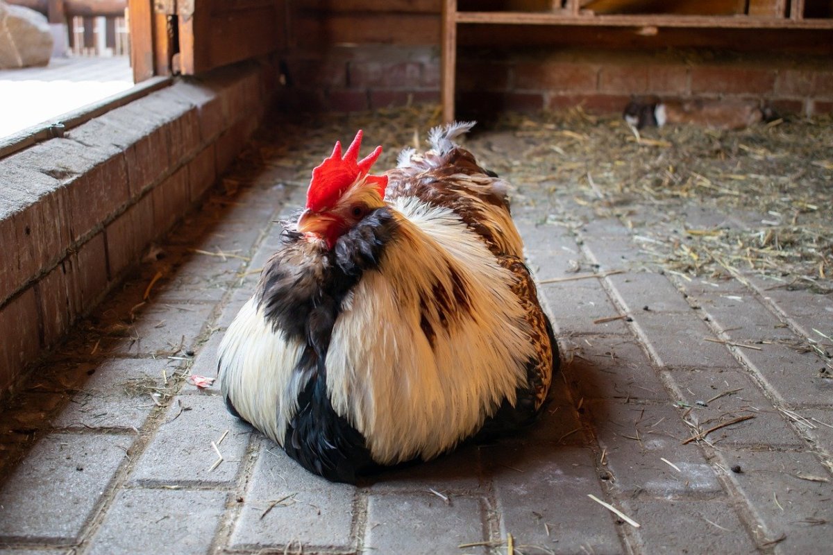 Петухи распетушились