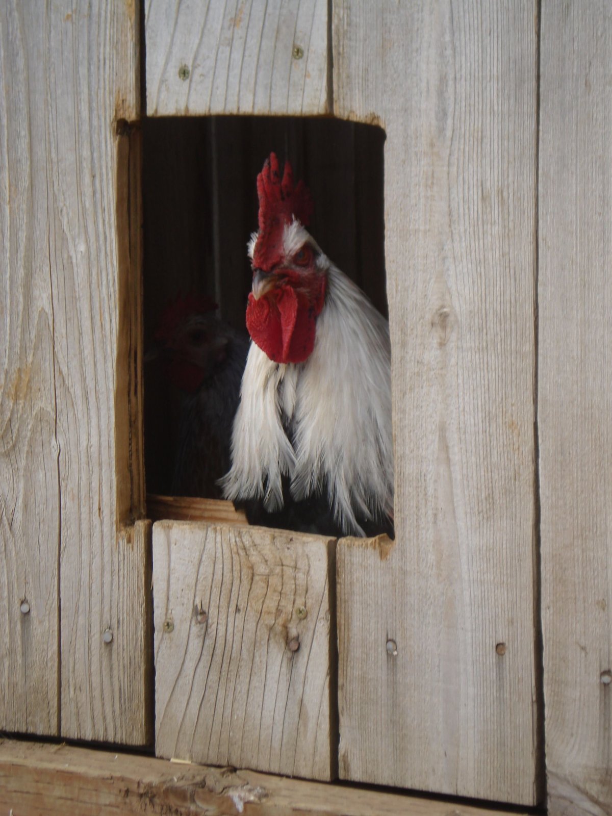 Голова курицы