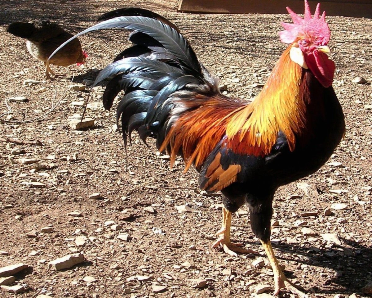 Куры на заставку