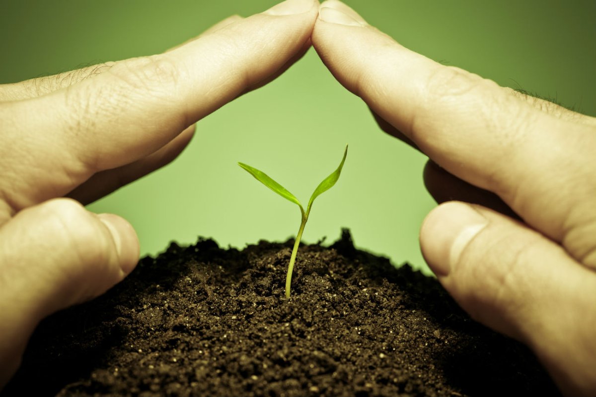 Растение под защитой