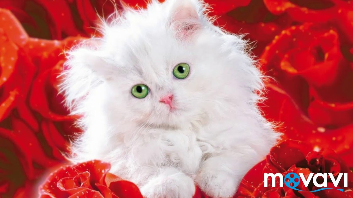 Розы и котенок