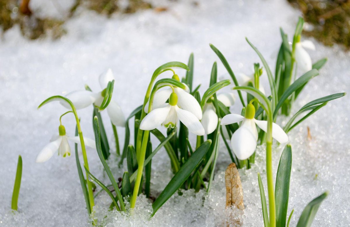 Подснежник узколистный