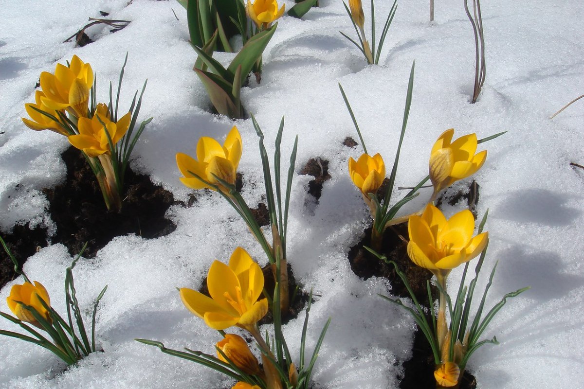 Первые цветы на проталинах