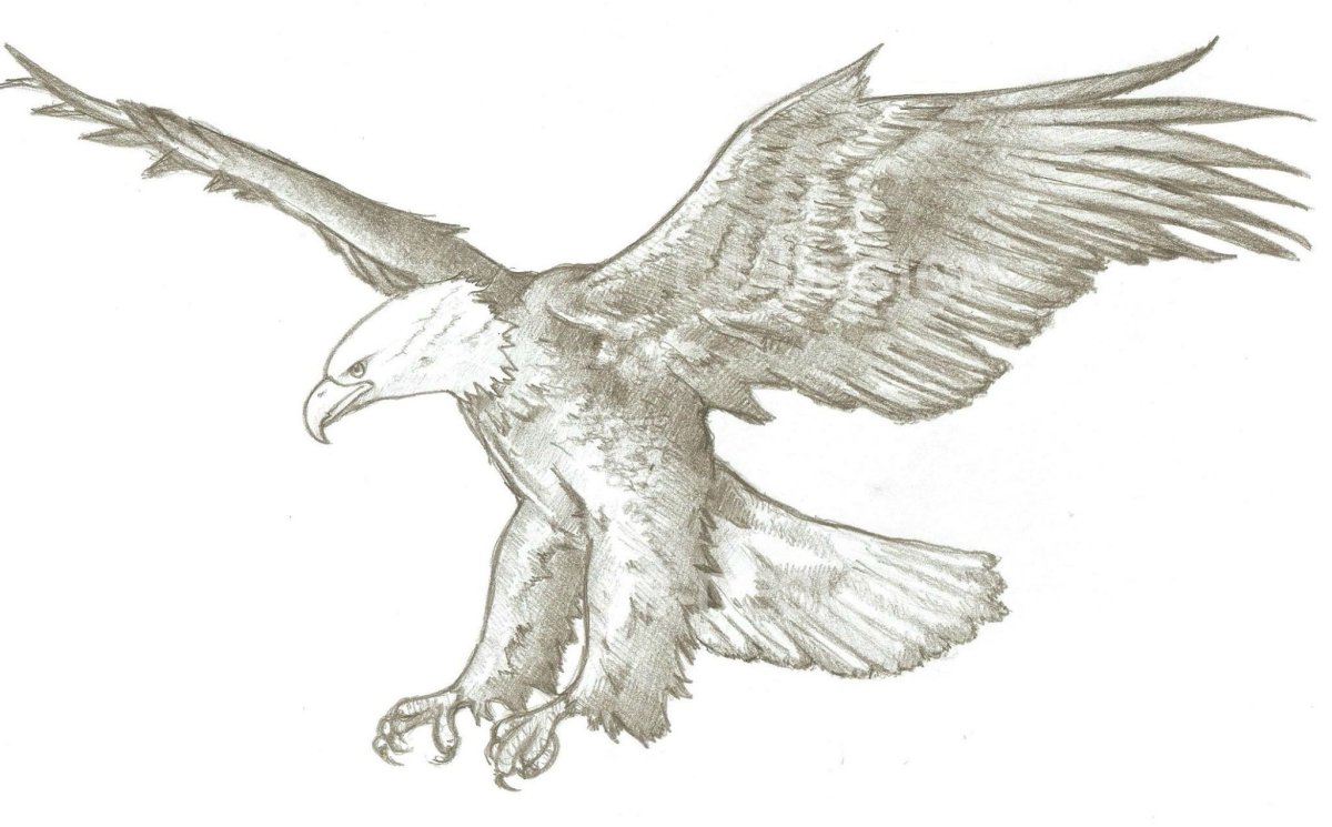 Орел рисунок реалистичный