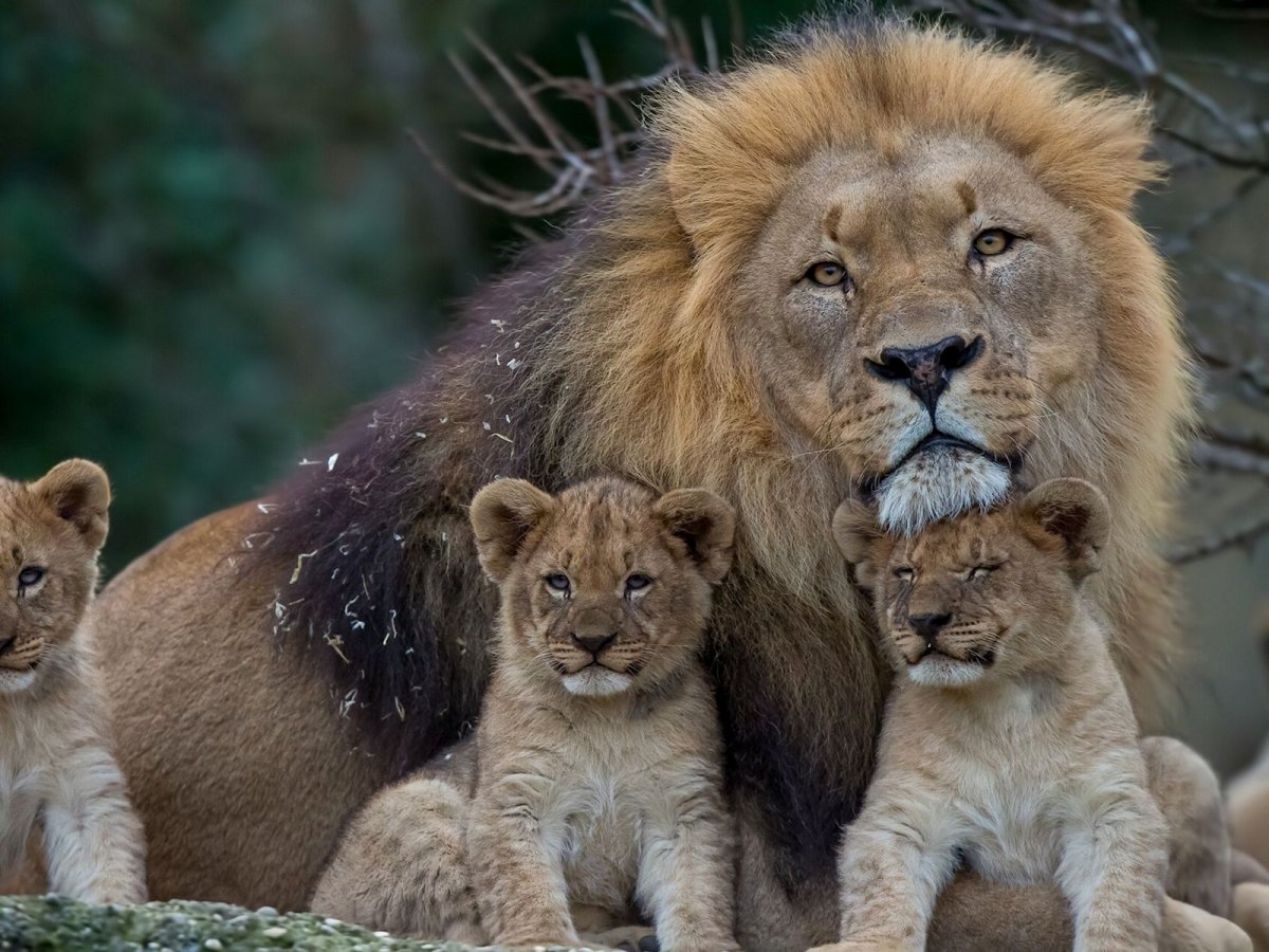 Прайд Львов семья