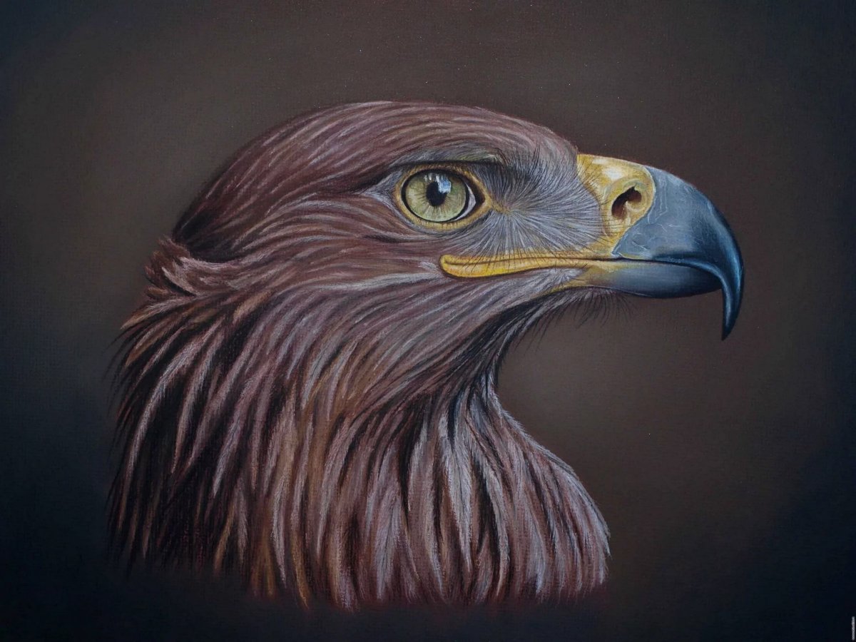 Орел карандашом