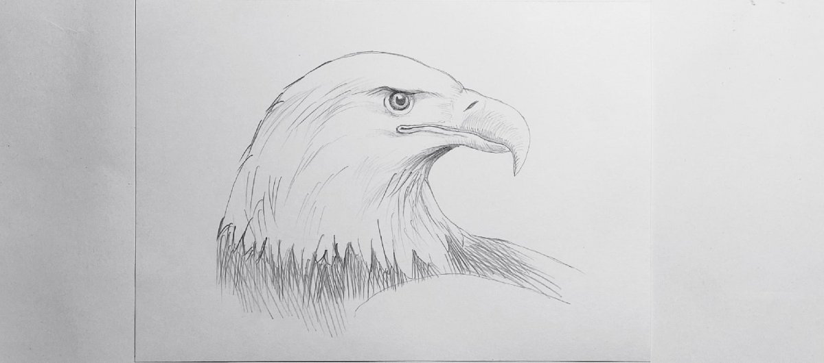 Голова орла сбоку рисунок