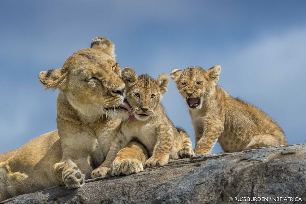 Львица с двумя львятами