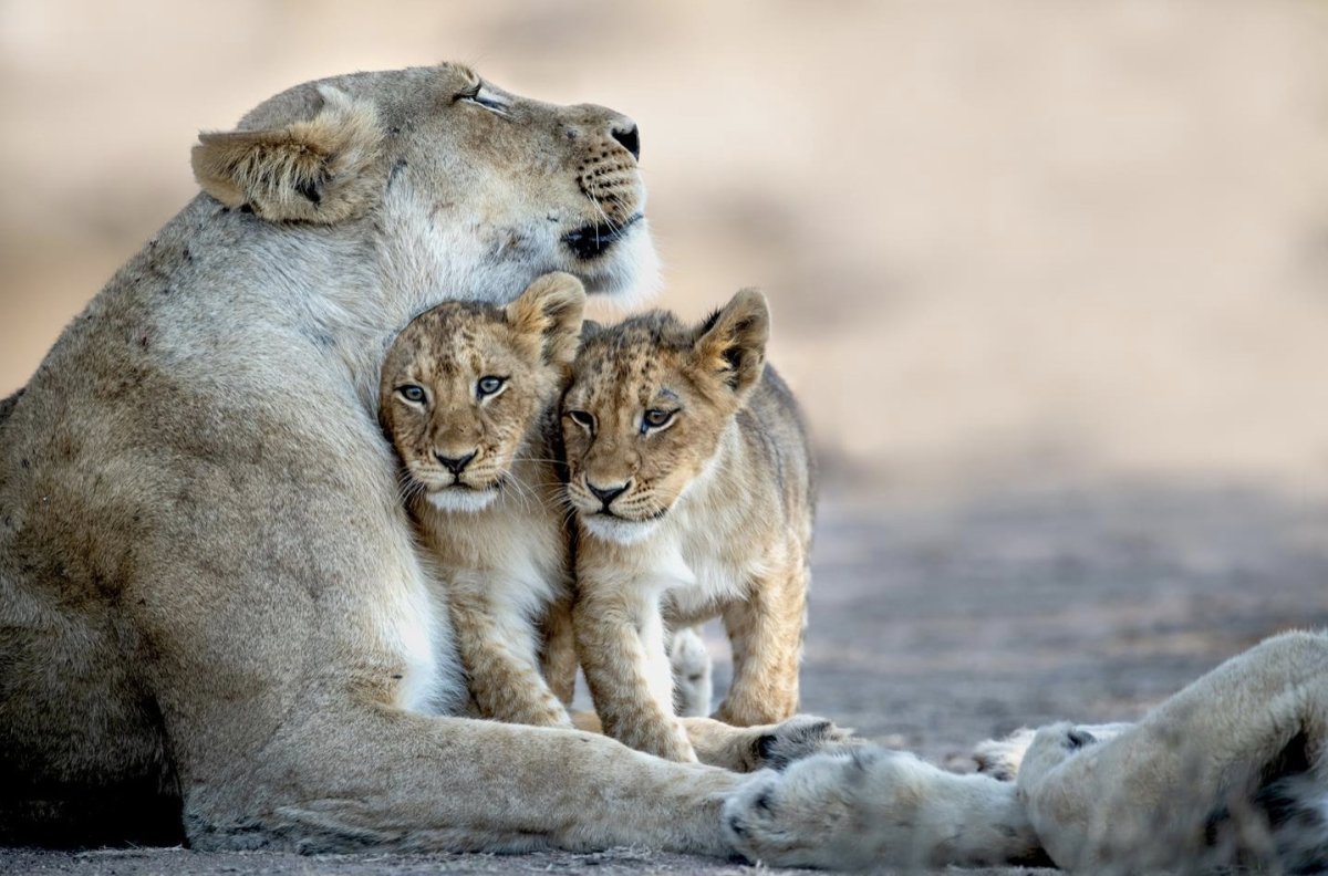 Лев львица и Львенок семья
