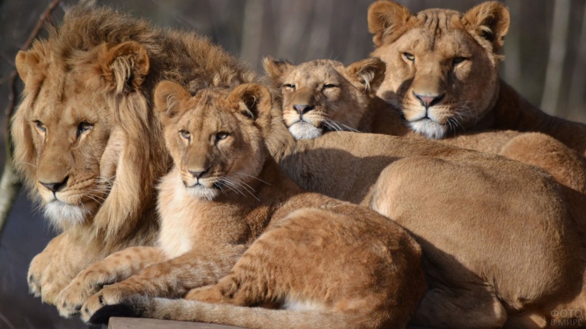 Львица и Львенок