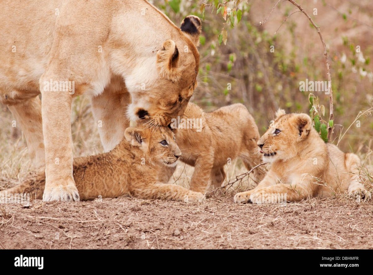 Лев львица и Львенок