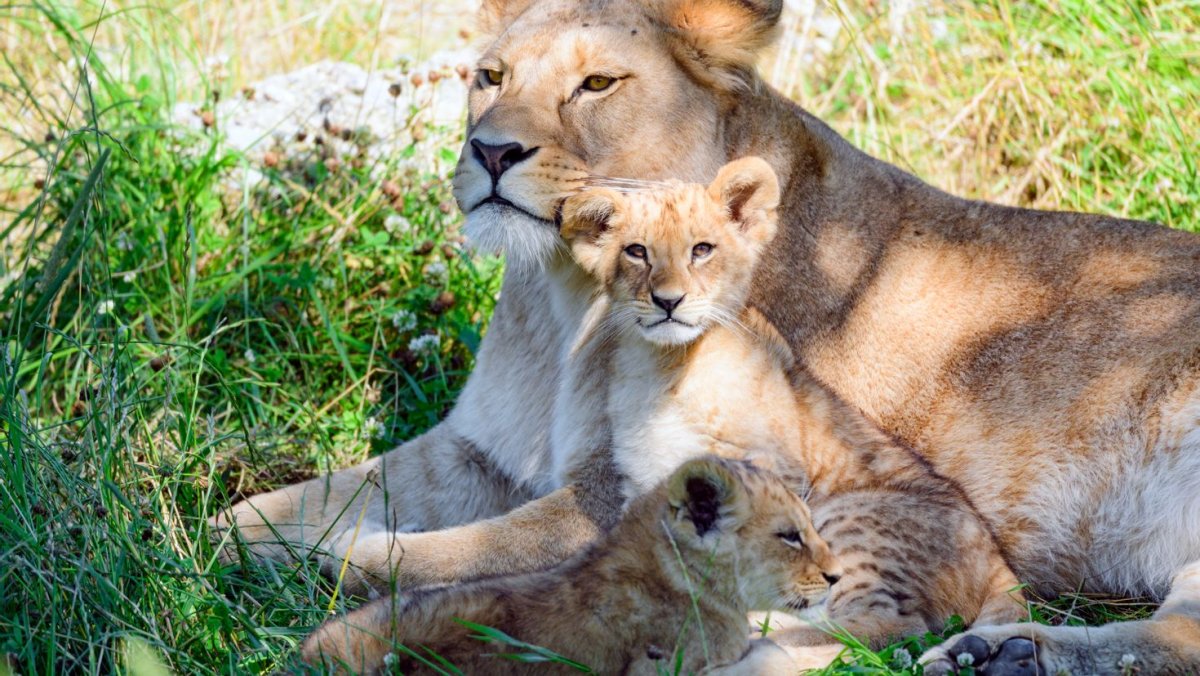 Львица с детенышем