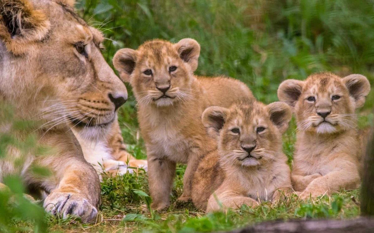 Львица и Львенок фото