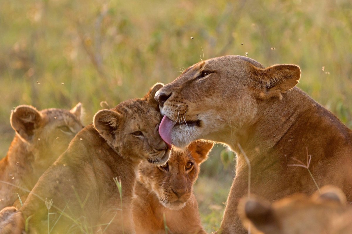 Лев с львицей львом и львенком