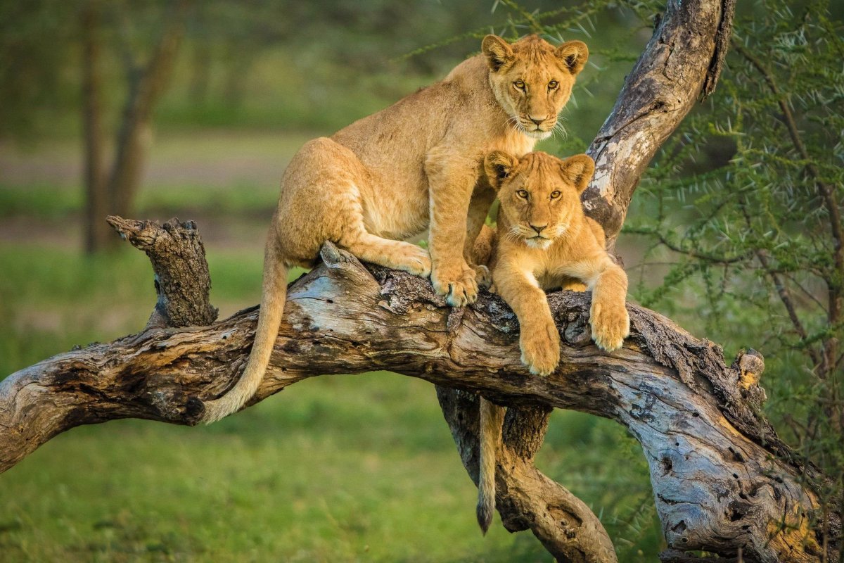 Львица с тигренком