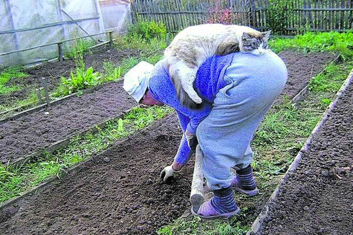 Приколы про огород и дачу