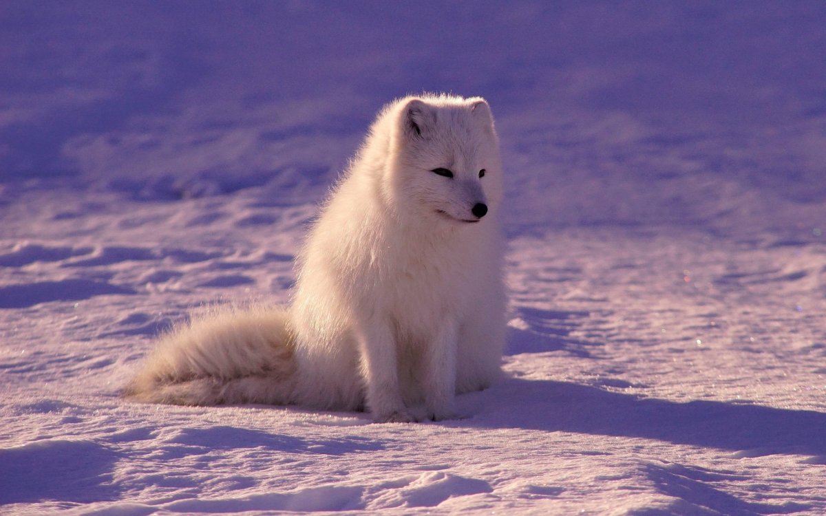Северная лиса