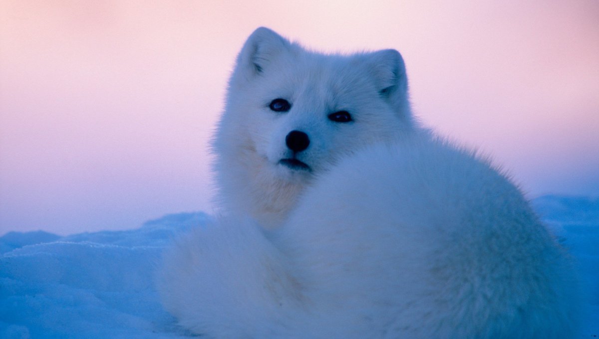 Фотографии песца