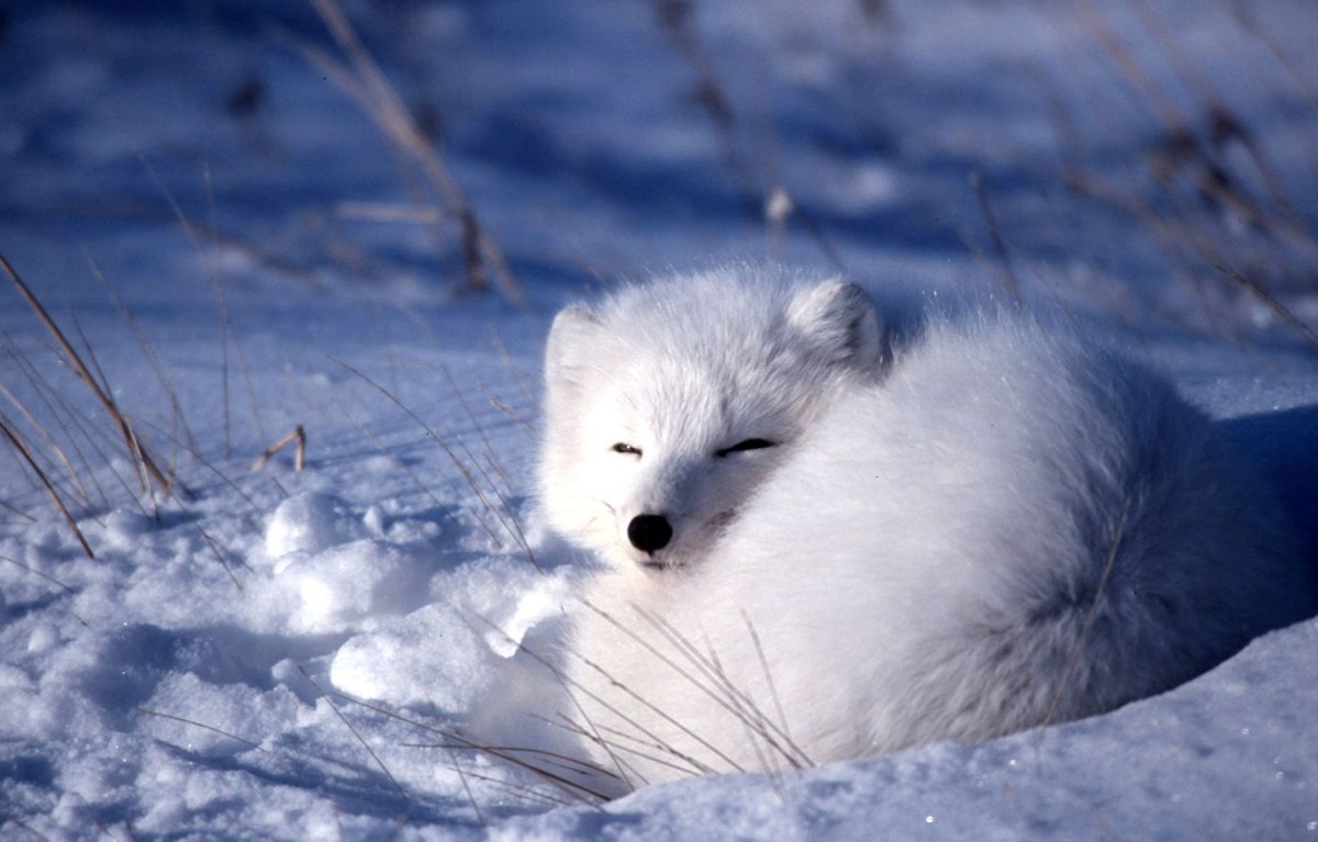 Берингийский песец