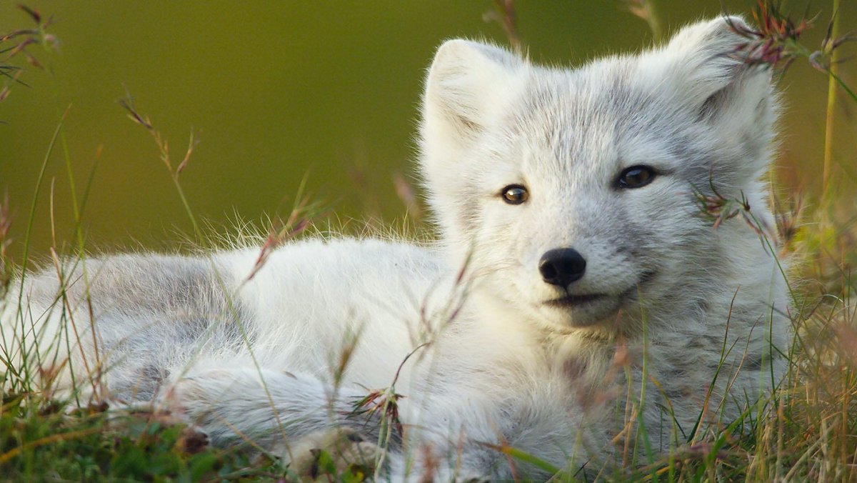 Медновский голубой песец