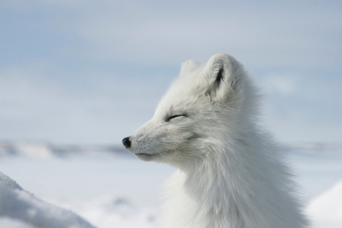 Песец крадется