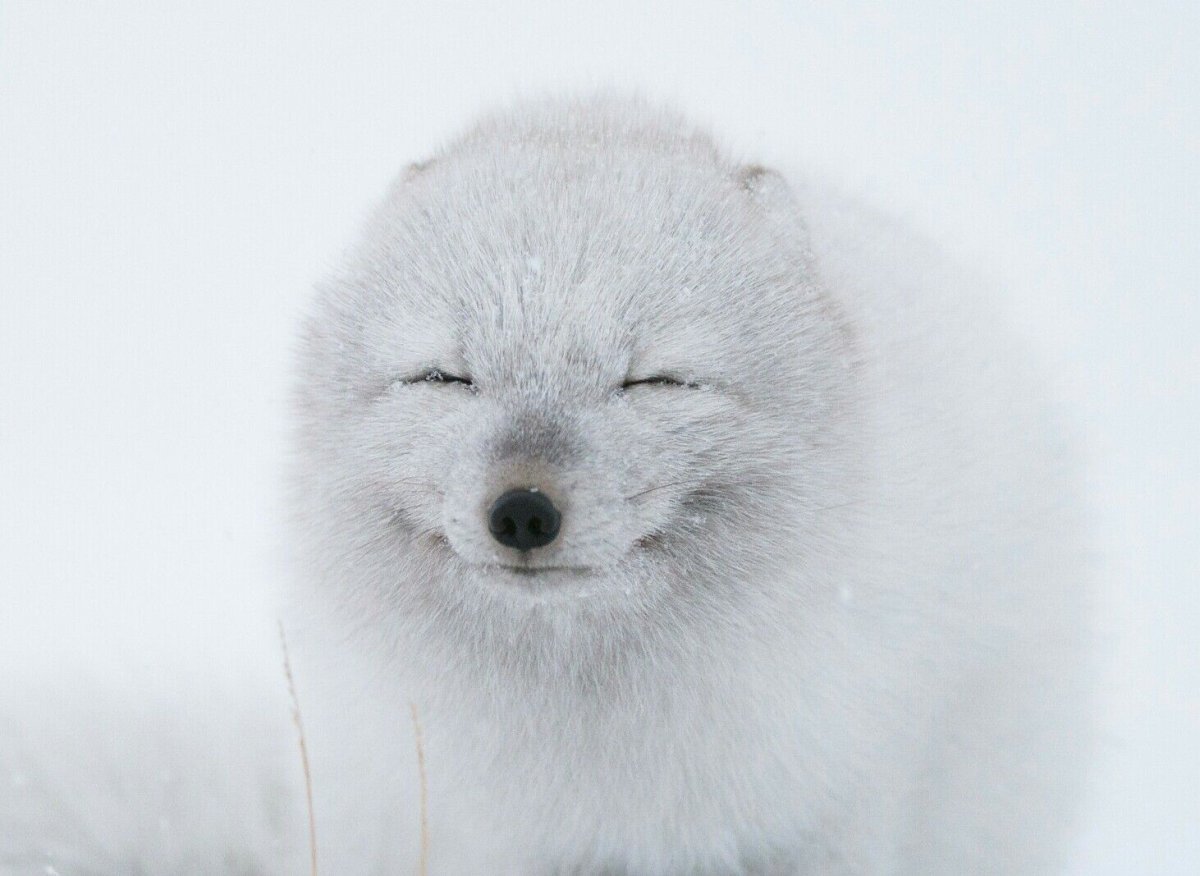 Северный песец