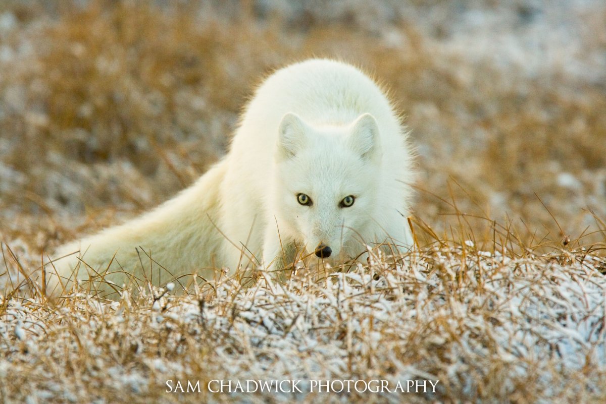 Песец Исландия