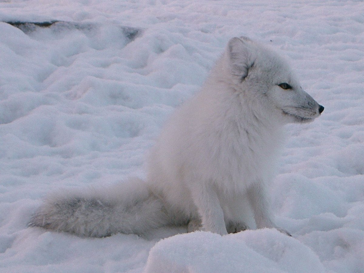 Полярная лисица песец