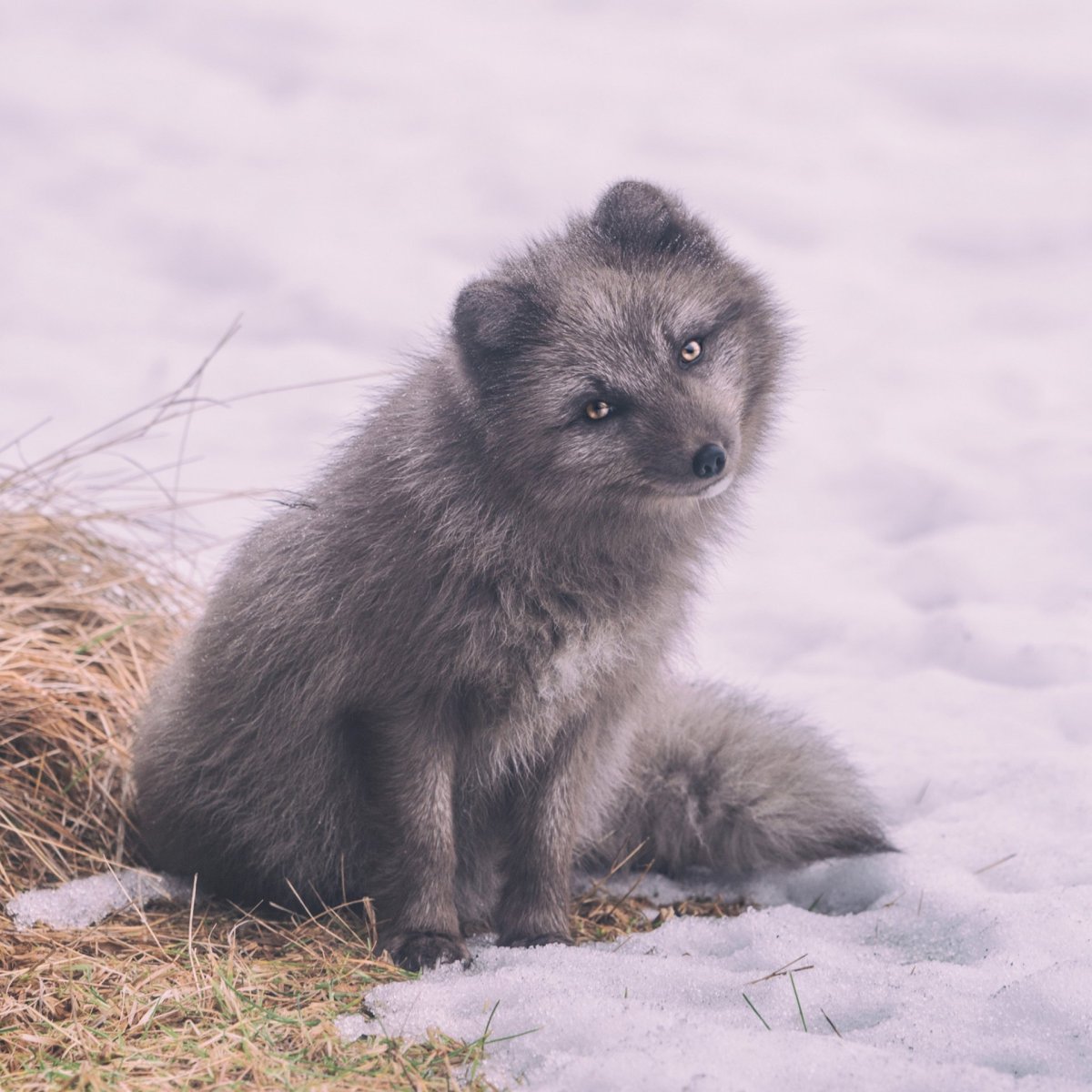 Песец в музее природы Екатеринбург