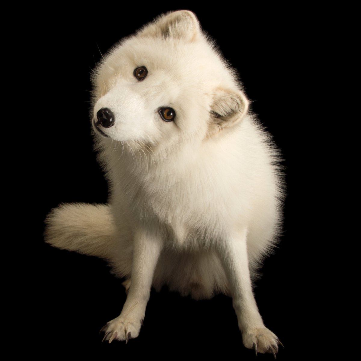 Песец самое интересное